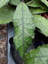 Hoya clemensiorum GPS 10001 ROOTED cutting