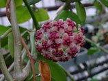 Hoya diversifolia GPS 4209 unrooted cutting