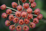 Hoya burtoniae green form GPS 10115 unrooted cutting