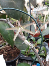 Ceropegia variegata (de vetchii) unrooted cutting