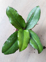 Hoya erythrina GPS 10372 ROOTED cutting