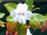 Impatiens sodenii ssp sodenii unrooted cutting