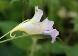 Impatiens arguta Light blue unrooted cutting