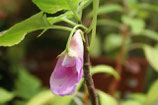 Impatiens mackeyana unrooted cutting