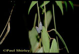 Dischidia sp. affinis livida GPS 7385 unrooted cutting
