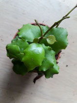 Hoya endauensis GPS 10371 ROOTED cutting