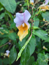 Impatiens bicolor unrooted cutting