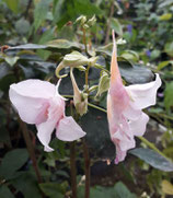 Impatiens species ex China unrooted cutting