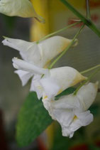 Impatiens arguta Alba unrooted cutting