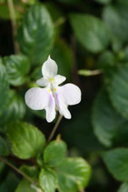 Impatiens sp. White unrooted cutting