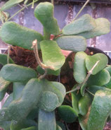 Hoya rotundifolia GPS 10363 unrooted cutting