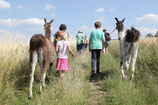 Wanderung mit Lamas für Kinder mit einem Erwachsenen