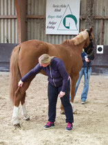 Level 1 and Level 2 Stecco Equine Fascial Manipulation