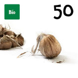 50 bulbos bio calibre 10+