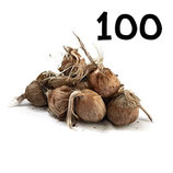 100 bulbos calibre 10-11