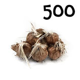 500 bulbos calibre 7-8