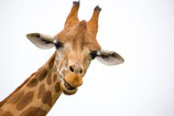 Postkarte Giraffe