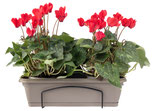 Mini Melody