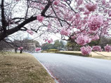2026年4月17日(金）八重桜ワークショップ