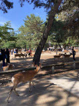 2025年9月27日 奈良公園ウォーキング【関西集中研修】