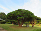 2019年11月12日 東京都公園・庭園研修（座学）