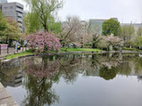 2026年4月10日（金）八重桜ワークショップ