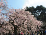 2020年3月5日(木）新宿御苑ウォーク研修