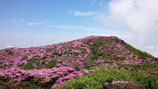 ミヤマキリシマ咲く九重連山   百名山 久住山登頂 ３Days