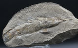 Fossiler Fisch (14 cm) - Brasilien