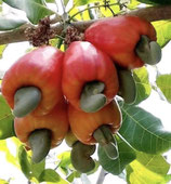 CAPPLE (= Cashew Apple and Cashew Nut)