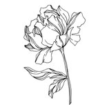 Douceur de Fleur Pivoine