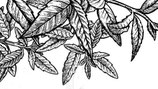 Les Douceurs - Verveine Citronnée