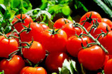 Tomatenpurre