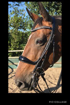 UPH Anatomic S&T hoofdstel Basic