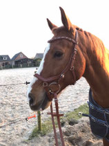 UPH Anatomic hoofdstel Basic