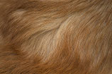 Bioresonanzanalyse Komplett Hund/ Katze/ Pferd
