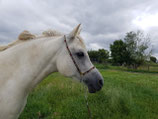 Showhalster donker bruin