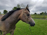 Showhalster Bruin met blauw