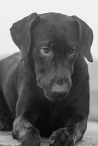Hundeshooting / Gutschein