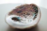 Abalone *  ca. 12 cm