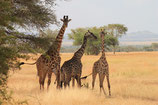 Ferienaktion 4 Serengeti Park 27.06.2024