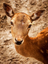 SOMMERAKTION 11 - WILDPARK SCHWARZE BERGE 21.07.2025