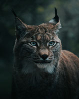 Sommerferienaktion 23 - Wildpark Schwarze Berge 07.08.2026
