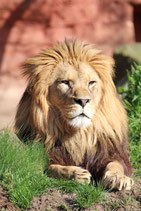 Sommerferienaktion 7 - Zoo Hannover 13.07.2026