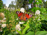 Sommerferienaktion 12 - Schmetterlingsgarten 17.07.2026