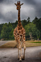 Sommerferienaktion 3 - Serengeti Park 03.07.2026