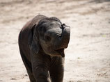 Sommerferienaktion 13 - Tierpark Hagenbeck 20.07.2026