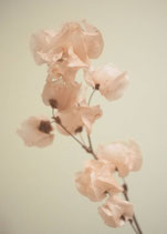 KAART DELICATE PINK