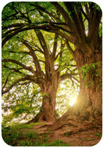 Les Esprits de la Nature