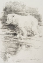 junger Eisbär mit Wasserspiegelung - III - KUNSTPOSTKARTE